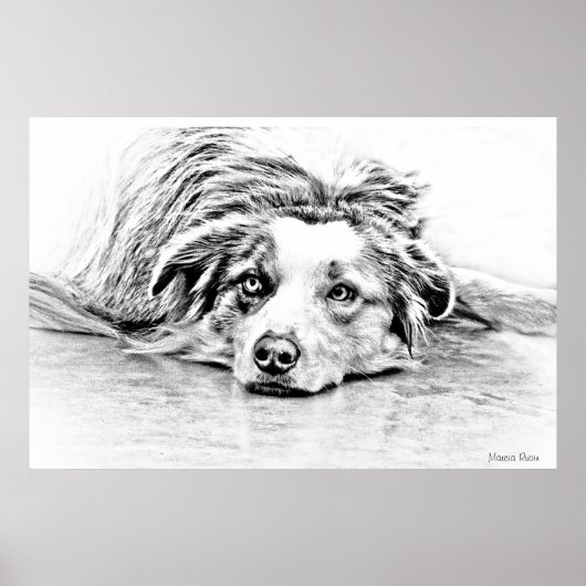 Poster Australian Shepherd dog art (Devant)