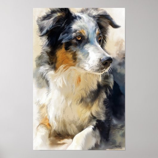 Poster Australian shepherd dog portrait (Devant)