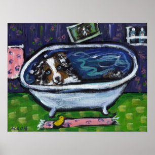 Poster Australian Shepherd merle bleu prend bain