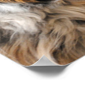 Poster Australian Shepherd Portrait Fine Art Print (Coin)