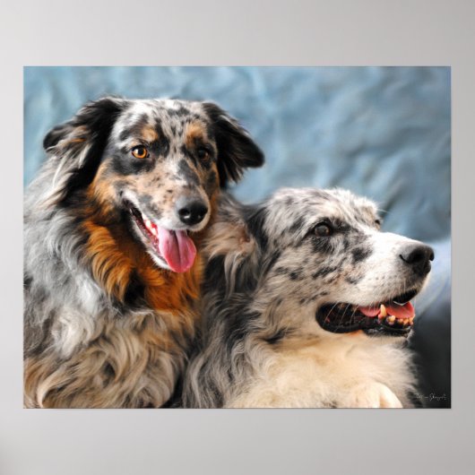 Poster Australian Shepherd Portrait Fine Art Print (Devant)