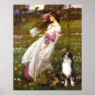 Poster Australian Shepherd (Tri) - Anémones