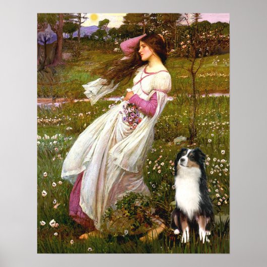 Poster Australian Shepherd (Tri) - Anémones (Devant)