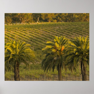 Poster Australie, Australie du Sud, vallée de Barossa,