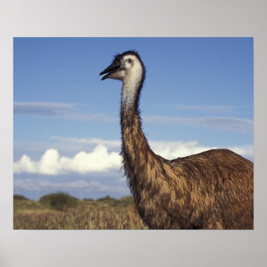 Poster Australie, Australie occidentale. Émeu (Dromaius (Devant)
