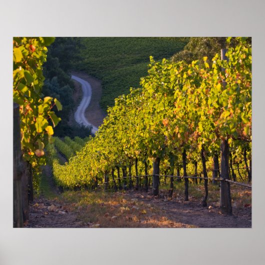 Poster Australie du Sud, Adélaïde Hills, Summertown. 2 (Devant)