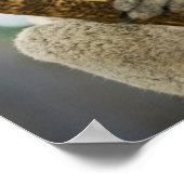 Poster Australie, Queensland, Brisbane, Fig Tree (Coin)