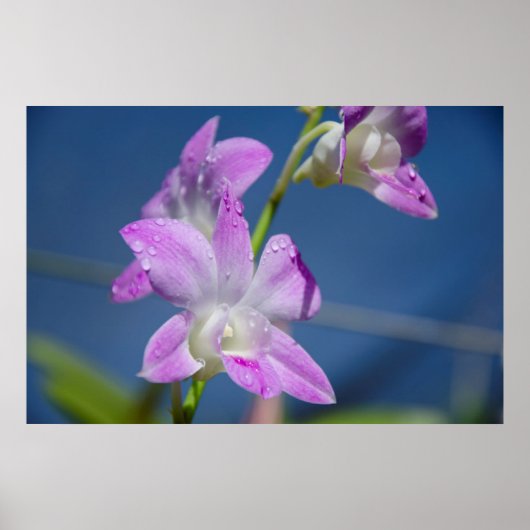 Poster Australie, Territoires du Nord, Darwin (Devant)