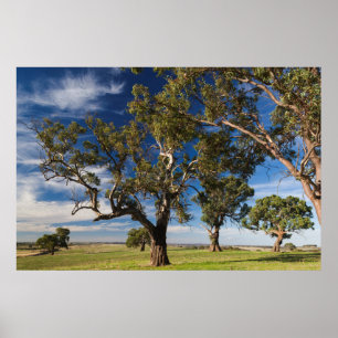 Poster Australie, vallée de Barossa, Mont Pleasant