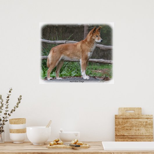 Poster Australien Dingo 9Y209D-268 (Cuisine)