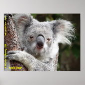 Poster Australien Koala (Devant)