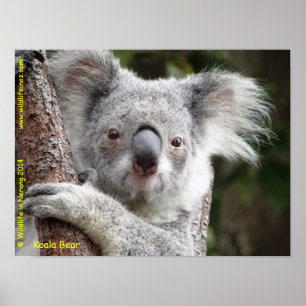 Poster Australien Koala
