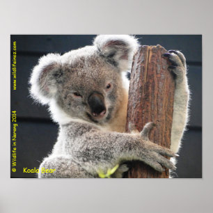 Poster Australien Koala