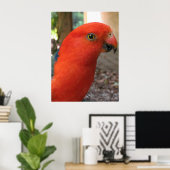 Poster Australien Rosella (Bureau à domicile)