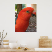 Poster Australien Rosella (Cuisine)