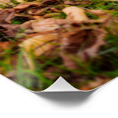 Poster Automne (Coin)