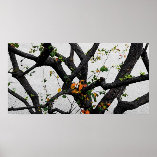 Poster Automne Branches de l'arbre d'automne (Devant)