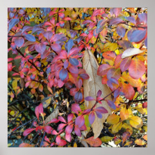 Poster automne coloré