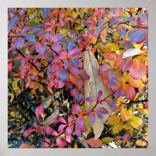 Poster automne coloré (Devant)