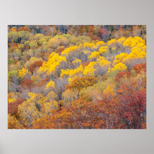 Poster Automne dans le Michigan (Devant)