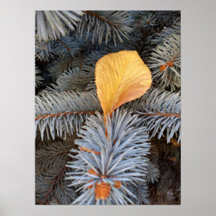 Poster automne et hiver