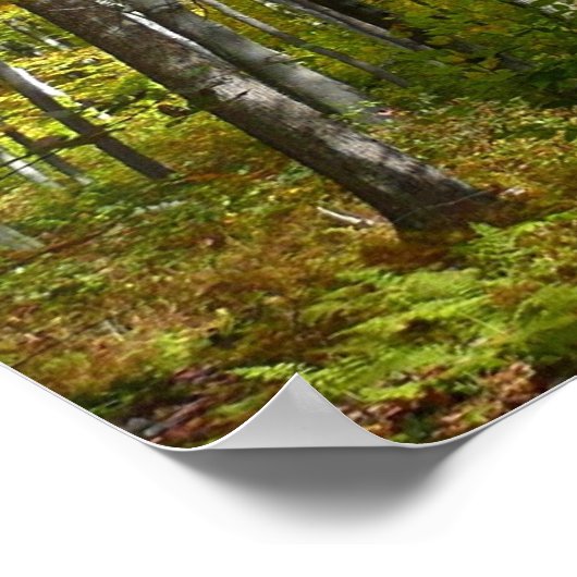 Poster Automne Forêt I Automne Paysage Photographie (Coin)