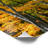 Poster Automne Maple Trees Automne Photographie de la nat (Coin)