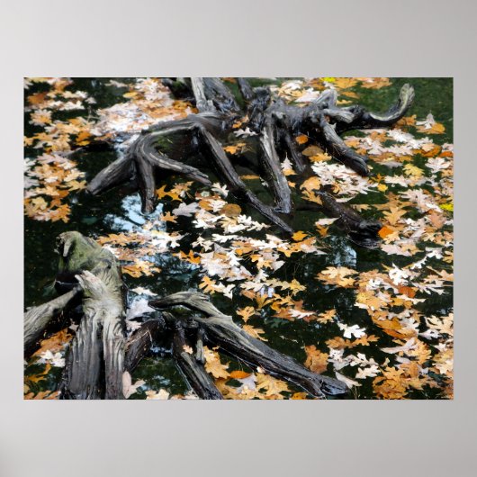 Poster Automne Otter Pond Feuille (Devant)