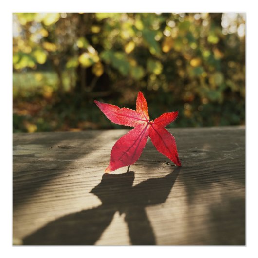 Poster Automne Rouge Purple Leaf soleil (Devant)