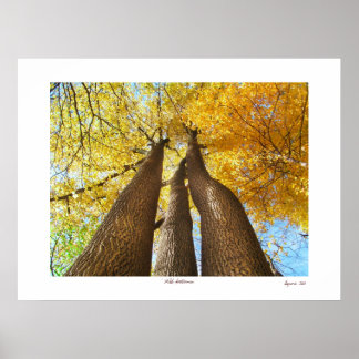 Poster Automne sauvage