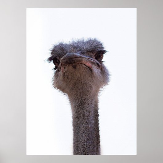 Poster Autruche Oiseau (Devant)