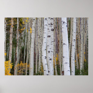 Poster Autumn in the Aspen's