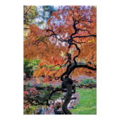 Poster Autumn Laceleaf Japanese Maple Tree Botanical (Devant)