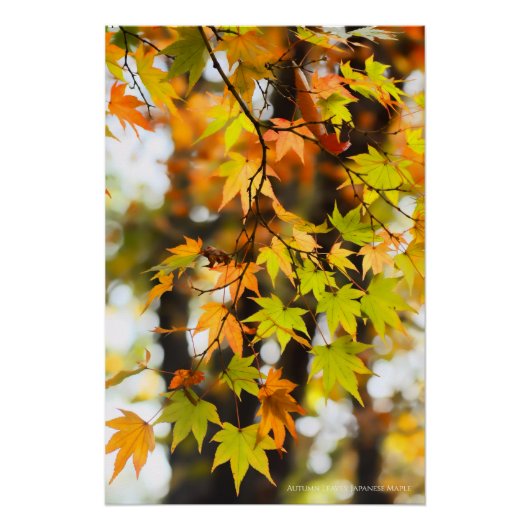 Poster Autumn Leaves [Glossy Poster] (Devant)