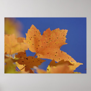 Poster Autumn maple leaf and blue sky, White