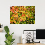 Poster Autumn wild grapevine leaves (Bureau à domicile)