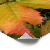 Poster Autumn wild grapevine leaves (Coin)