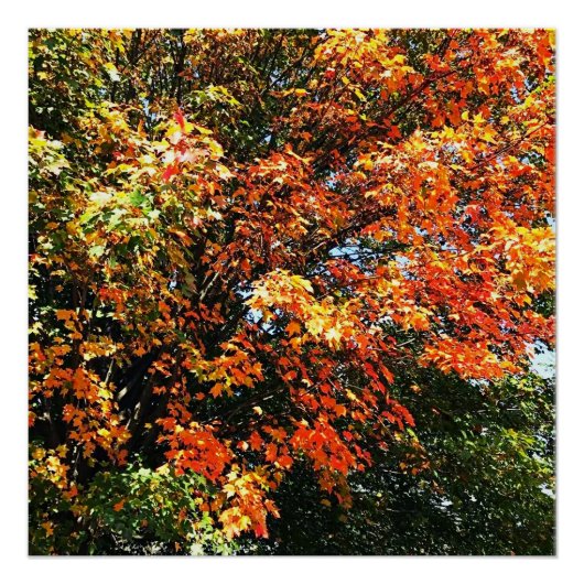 POSTER AUTUMNS GLORY PERFECT POSTER (Voorkant)