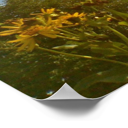 Poster aux papillons (Coin)