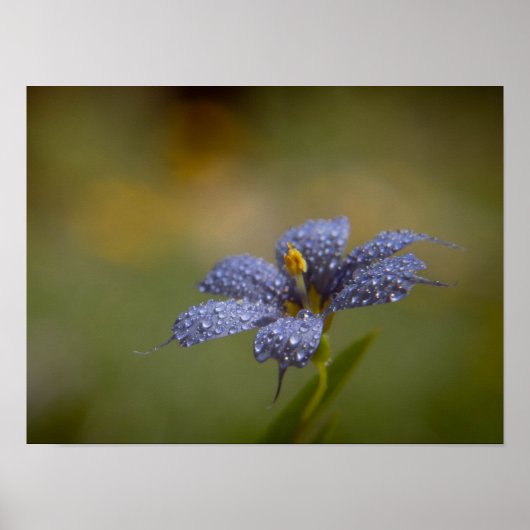 Poster Aux yeux bleus brillants (Devant)