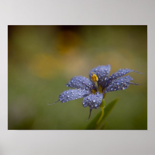 Poster Aux yeux bleus délavés (Devant)