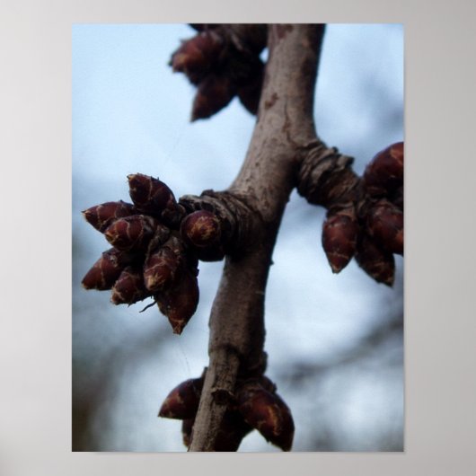 Poster Avant l'affiche Blossom (Devant)