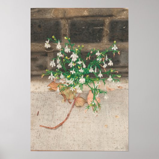 Poster Avec Lobelia Black Wall (Devant)