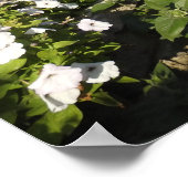 Poster avec pétunias colorés (Coin)