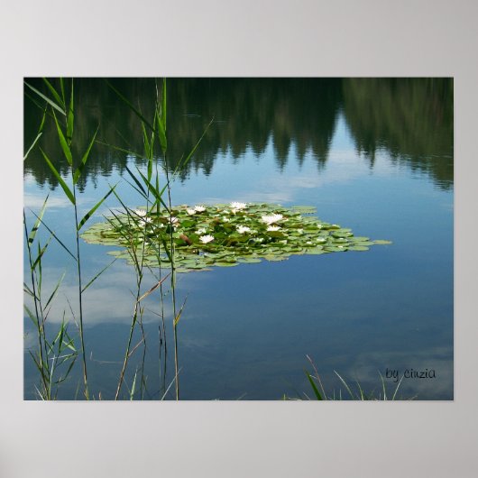Poster avec une photo de fleurs blanches de lotus (Devant)