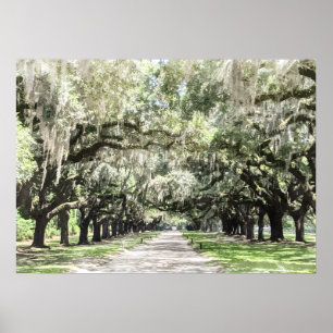 Poster Avenue des Chênes, Boone Hall Plantation Aquarelle