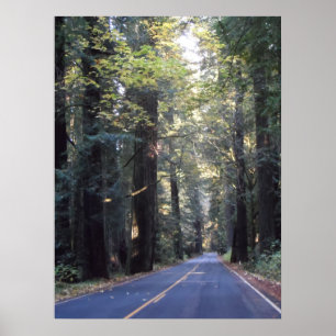 Poster Avenue des géants - Humboldt Redwoods State Park