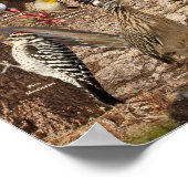 Poster Aves de Traspatio del Sur de California (Coin)