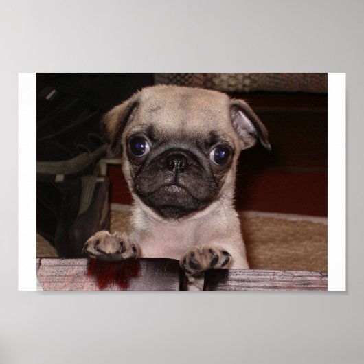 Poster avez-vous appelé ? (Devant)