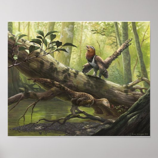 Poster Avian Balaur bondoc (Devant)